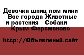 Девочка шпиц пом мини - Все города Животные и растения » Собаки   . Крым,Ферсманово